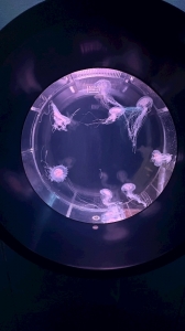 水族館🐠🫧‪