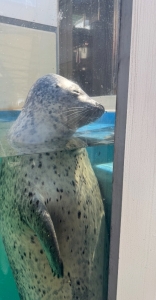 またアザラシかい