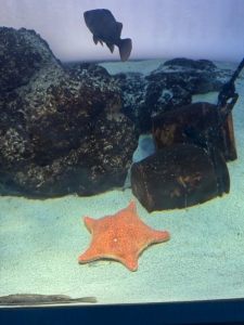 でかすぎる⭐️