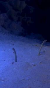 水族館🪼🫧🤍