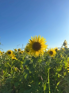 ひまりさんひまわり大好き⋆⸜🌻⸝‍⋆