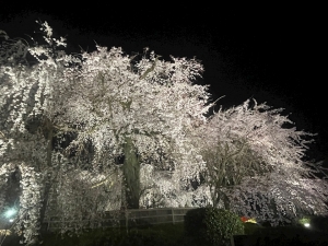 やっと桜みれた🌸