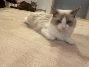 猫カフェに行きました！！