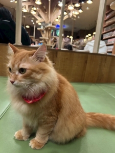 もふもふに囲まれてみた🐱ྀི