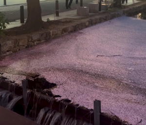 4/12 ピンクの川だーー🩷🩷