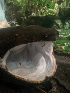 お休日多めですわよ