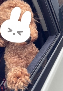 ドライブ🐶🚗