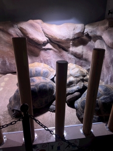 ☔️🦁ぱやぱや～～🦁☔️