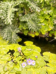 植物園行ったよ🌱